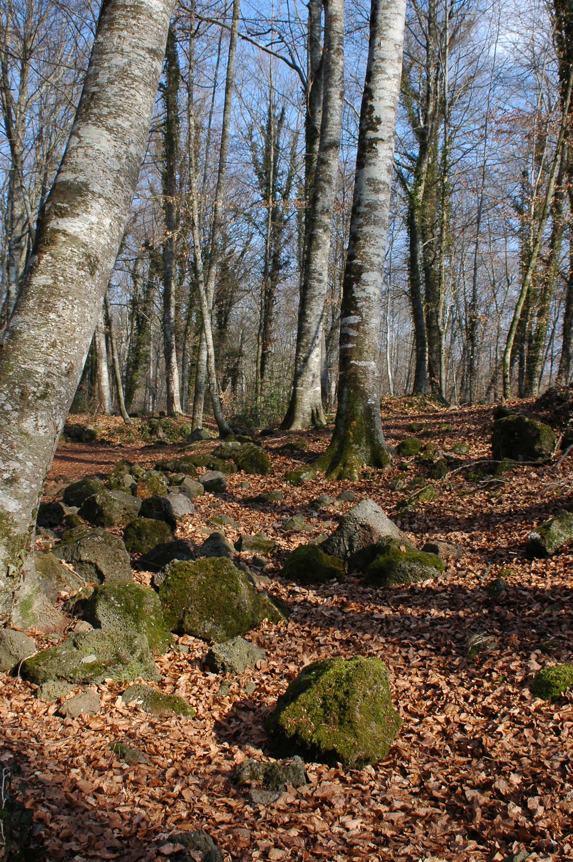 42 - Girona - parque natural de la zona volcanica de la Garrotxa - reserva natural de la fageda d'Jorda
